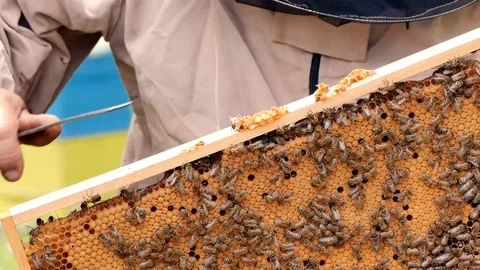 Beekeeper on apiary. Beekeeping concept bee agriculture. Stock Footage 108476241