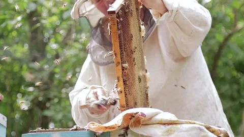 Beekeeper in an apiary, brushes off bees Stock Footage 157215082