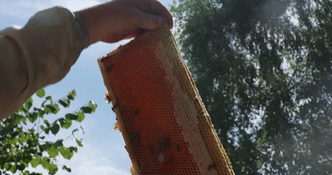 Beekeeper on apiary. Stock Footage 218227932