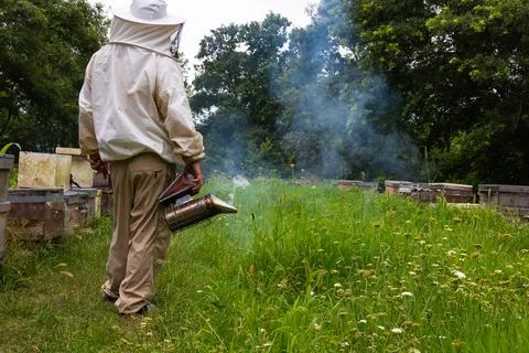 Beekeeper in the apiary in a forest with bee smoker on the hand. Stock Photos