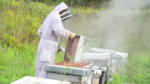 Beekeeper applies smoke in the hive to open it Stock Footage 219689089
