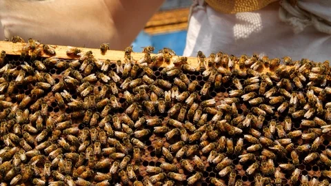 Beekeeper with Bee Hive Frame at a Bee Farm in Kealakekua, Hawaii Stock-Footage 92896642