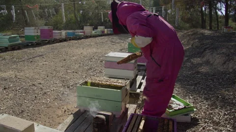 Beekeeper in bee protective suit inspects frame in hive while working on a bee Stock Footage 310958419