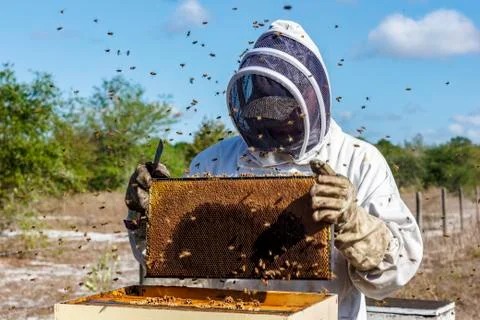 Beekeeper in bee suit inspects frame taken from bee hive while bees buzz arou Stock Photos