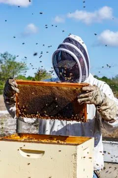 Beekeeper in bee suit inspects frame taken from bee hive while bees buzz arou Stock Photos