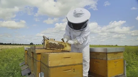 Beekeeper with beehives/honeycombs Vídeos de archivo 84766712