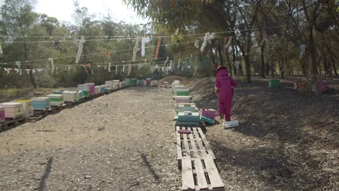 Beekeeper in beekeepers protective suit working on apiary with hives on a sunny 스톡 동영상 310958264