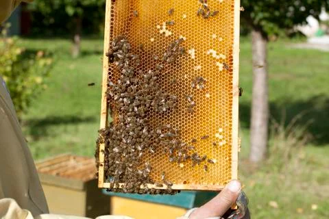 Beekeeper with bees Stock Photos