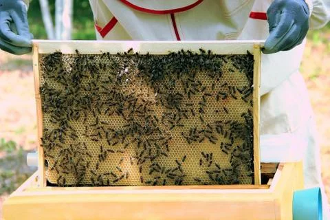 Beekeeper with bees Stock Photos