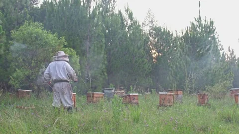 Beekeeper bellowing out smoke Stock Footage 322941024