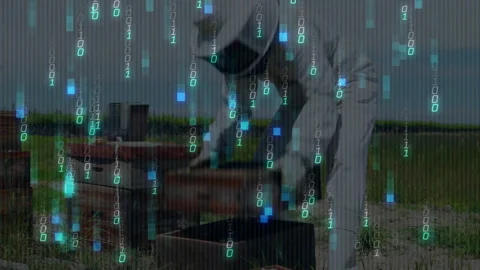 Beekeeper bending, removing hive cover and inspecting comb with binary code Vidéo 311604523