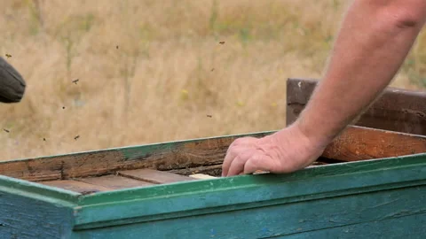 Beekeeper Bent Over the Open Hive with Bees Stock Footage 134966440