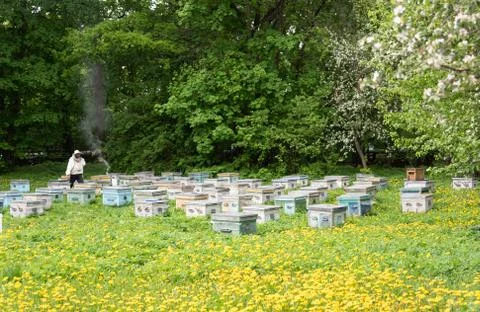 Beekeeper between bee hives. Rustic style. Stock Photos