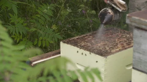 Beekeeper blowing smoke Vídeo Stock 56914797