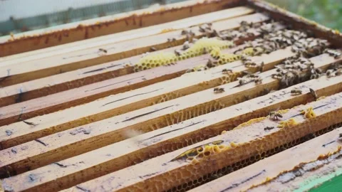 Beekeeper blows smoke over the frames of a beehive Vidéo 155592165