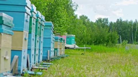 Beekeeper Bringing Honey Frames Stock Footage 79408079