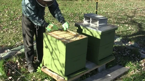 Beekeeper brings bee frame -bees build comb Stock Footage 122604115