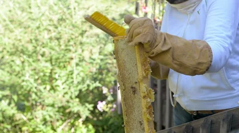 Beekeeper brushes bees off honeycomb frame. 스톡 동영상 58882464