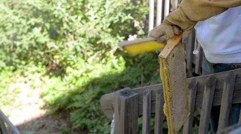 Beekeeper brushes bees off honeycomb frame. Stock Footage 58882533