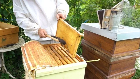Beekeeper brushing bees from honeycomb Stock Footage 112889144
