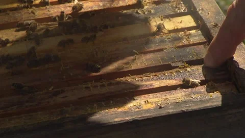 Beekeeper calming bees with smoker at open hive Stock Footage 329773835