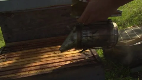 Beekeeper calming bees with smoker at open hive Stock Footage 329773836