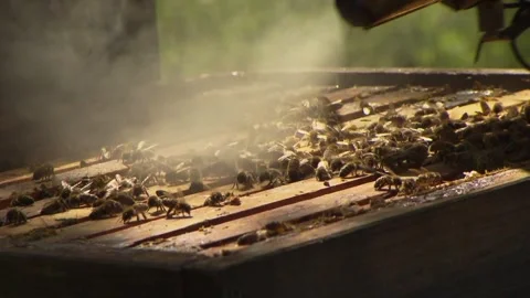 Beekeeper calming bees with smoker at open hive Stock Footage 329773845