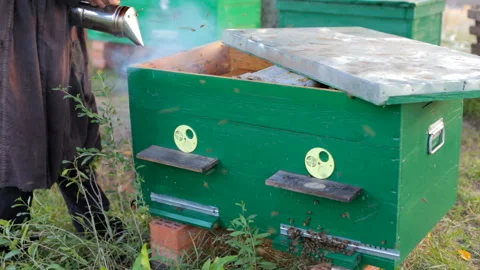 Beekeeper calms bees Stock Footage 95316796