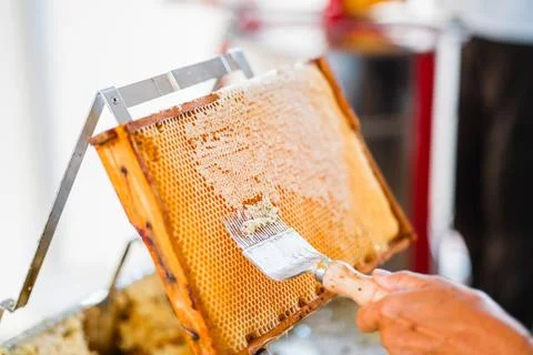 Beekeeper with Capping Scratcher Decapping Honeycombs of a Beekeeping Beehi.. Stock Photos