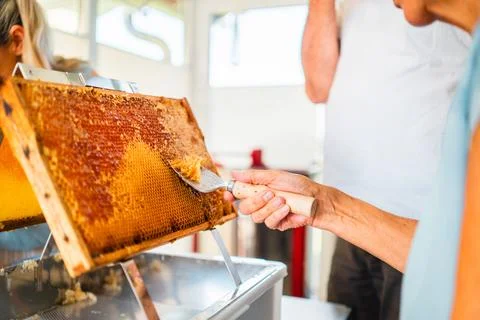 Beekeeper with Capping Scratcher Uncapping Beehive Frame From Beewax Stock Photos