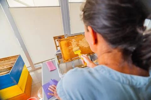 Beekeeper with Capping Scratcher Uncapping Beehive Frame From Beewax Viewed.. Stock Photos