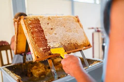Beekeeper with Capping Scratcher Uncapping Beehive Honeycombs Frame Closed .. Stock Photos