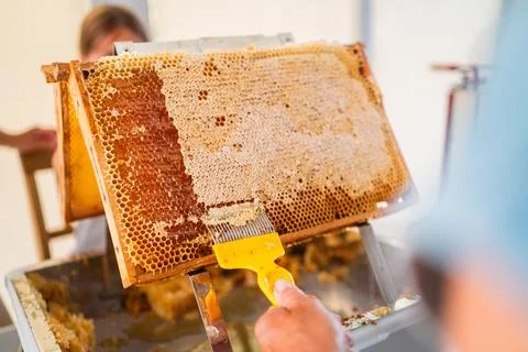 Beekeeper with Capping Scratcher Uncapping Beehive Honeycombs Frame Closed .. Stock Photos