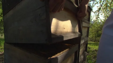 Beekeeper carefully closing beehive after inspection Stock Footage 329773821