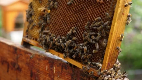 Beekeeper carefully examining a bee frame in a vibrant apiary with rows of hives Stock Footage 344877439