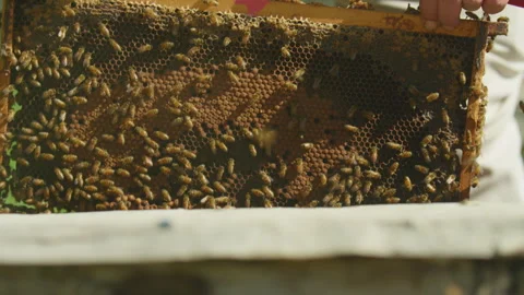 Beekeeper carefully pulls out panel covered in bees Stock Footage 274662897