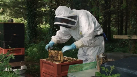Beekeeper is carefully taking out each section of the bee hive Video stock 123841280