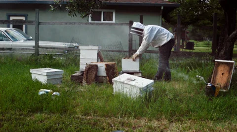 Beekeeper caring for bees Stock Footage 38364651
