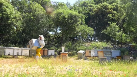 Beekeeper carrying a hive box in an apiary with honey bees Video stock 336744875