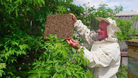 The beekeeper caught a swarm of bees on the frame. A man stands with a frame Stock Footage 114129662