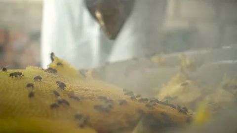 The beekeeper chases away the bees with the comb smoke from the smoker. A Stock-Footage 204938182