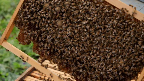 Beekeeper checking bee canvas broll Stock Footage 308862608