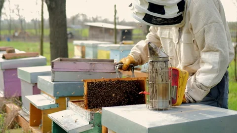 Beekeeper checking bee frame Stock Footage 308861677