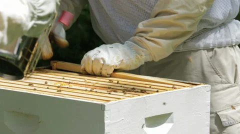 Beekeeper Checking Bee Hive Stock Footage 39223761