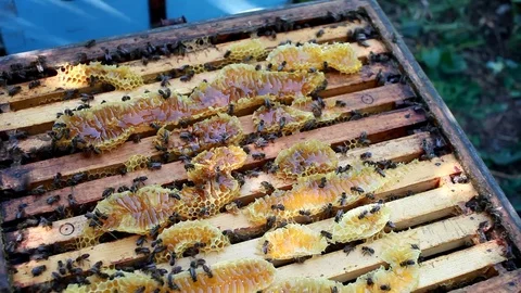 Beekeeper checking a beehive to ensure health of the bee Stock Footage 77997177