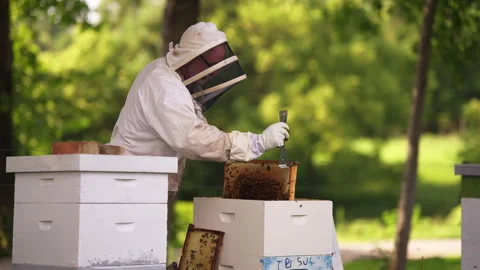 Beekeeper checking beehive Stock Footage 287893032