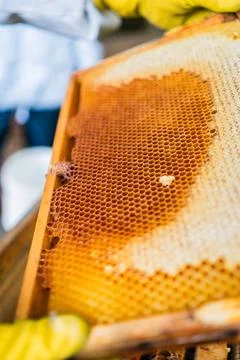 Beekeeper Checking Beehive Frame with Honeycombs for Honey and Queen Close Up Stock Photos