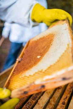 Beekeeper Checking Beehive Frame with Honeycombs for Honey Stock Photos