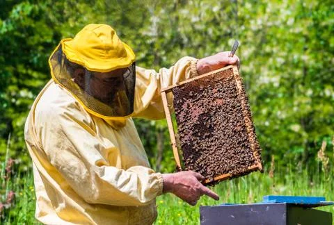 Beekeeper checking a beehive Stock Photos