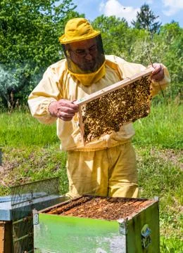 Beekeeper checking a beehive Stock Photos